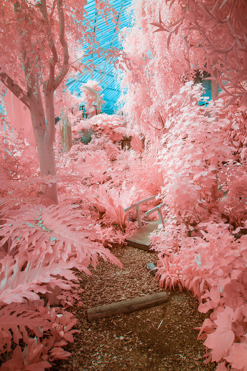 Barbican Dreamland — infrared photograph of the Barbican Conservatory