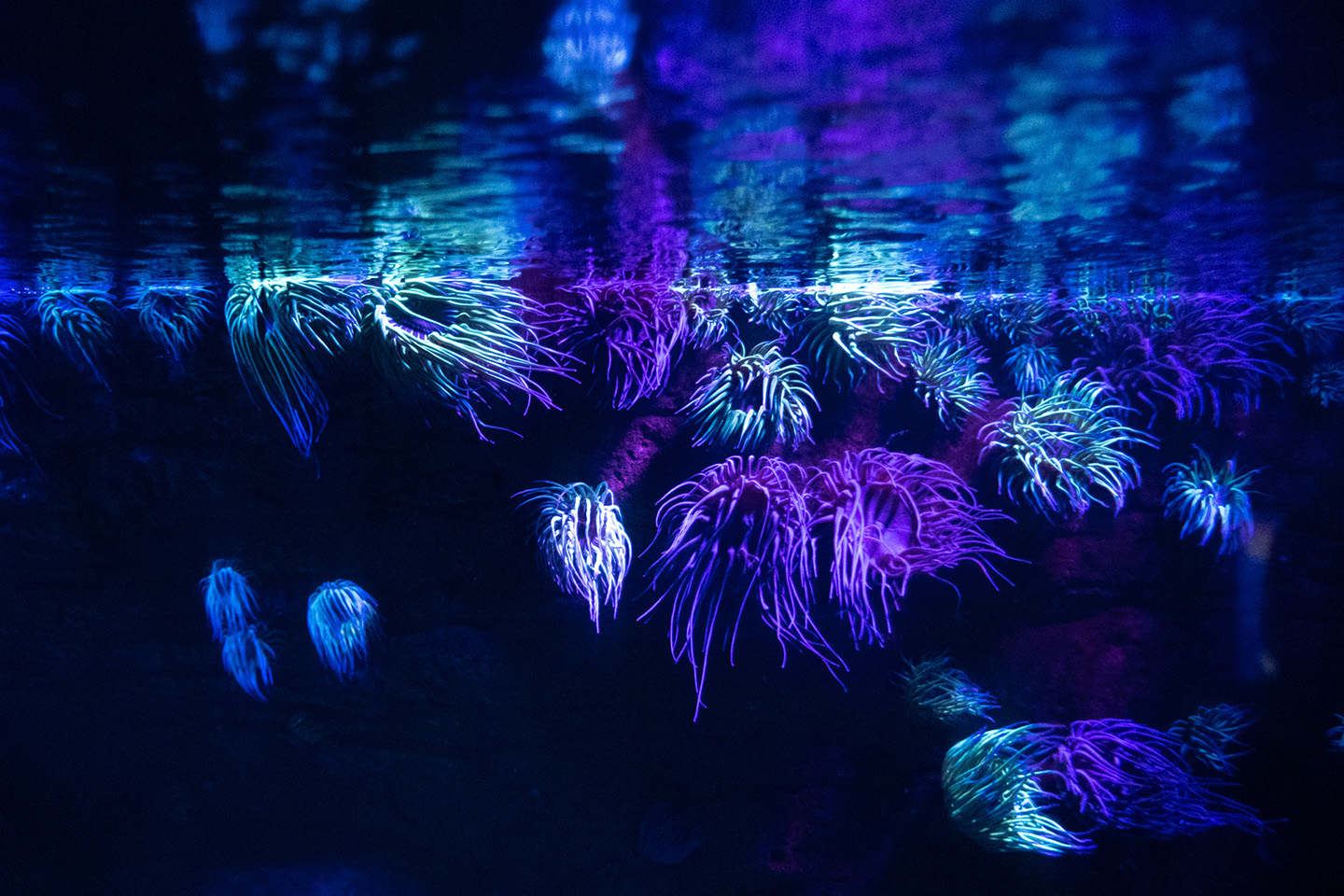 Under The Sea — colourful marine life