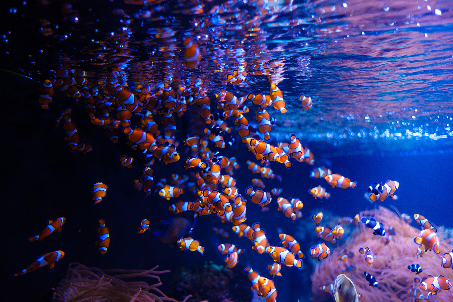 Under The Sea — marine life, image 2