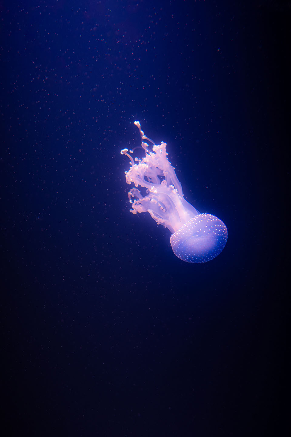 Under The Sea — marine life, image 3