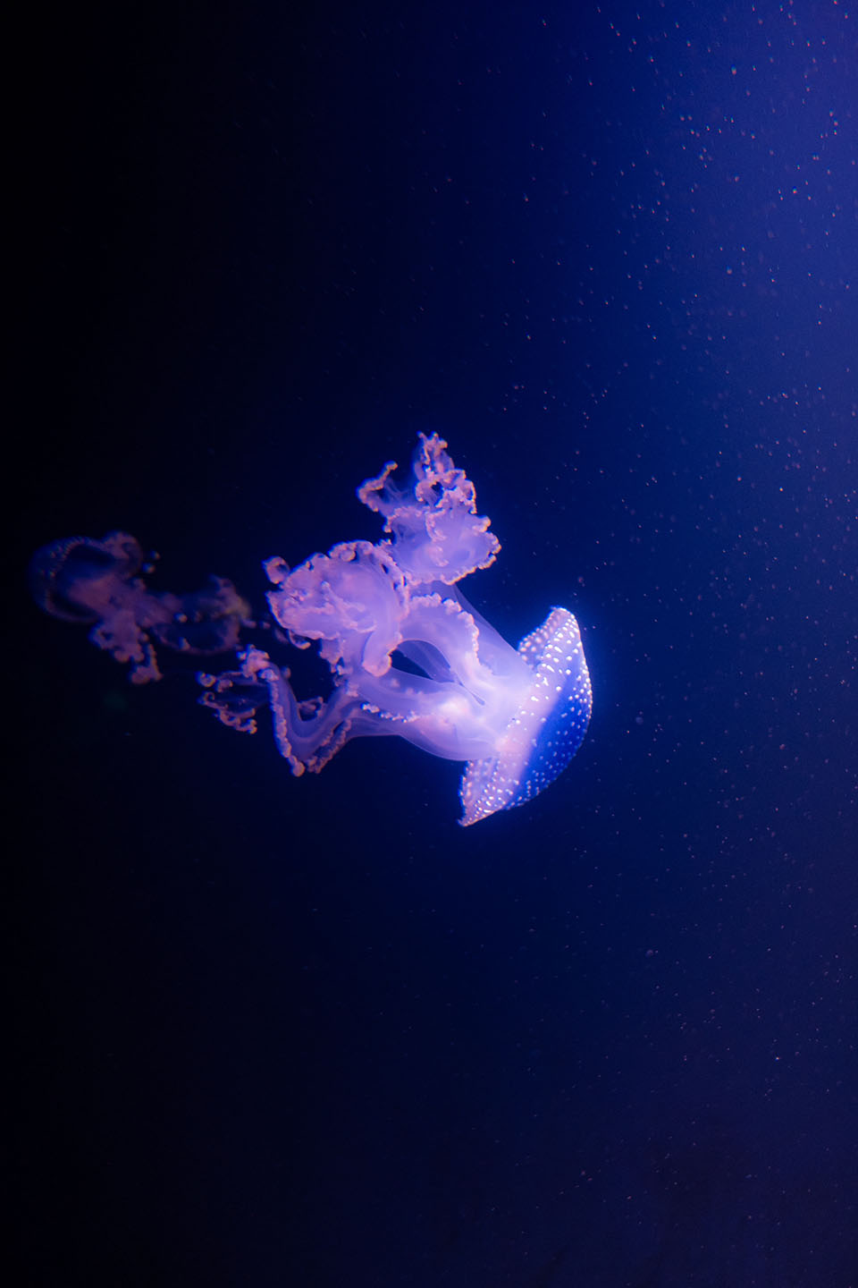 Under The Sea — jellyfish, image 4