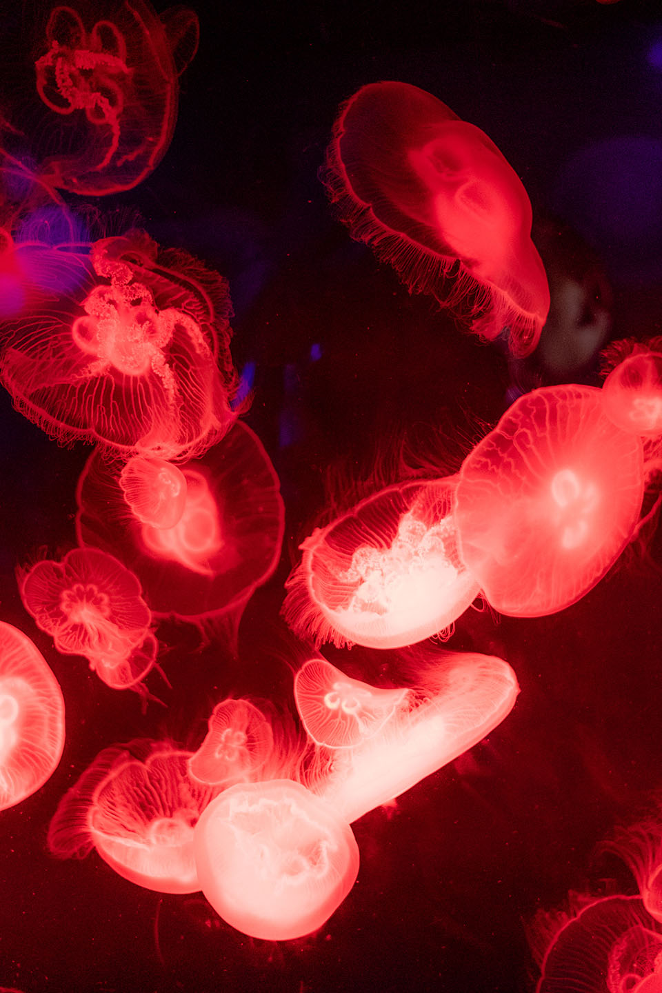 Under The Sea — jellyfish, image 5