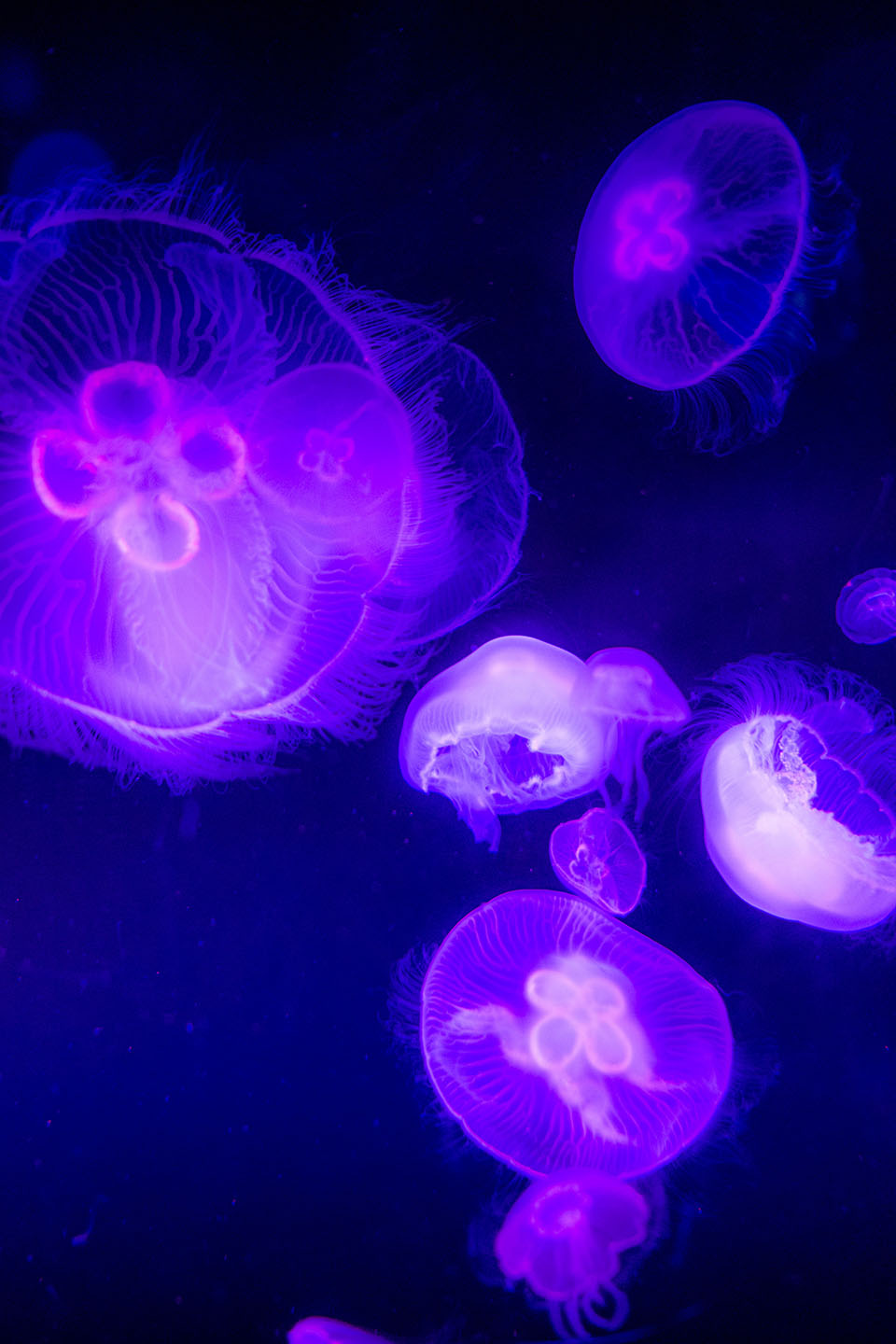 Under The Sea — jellyfish, image 6
