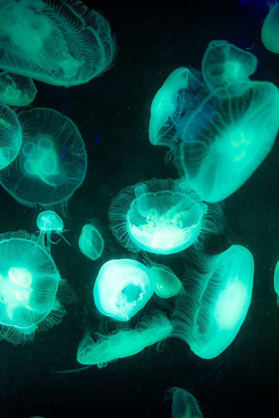 Under The Sea — jellyfish, image 7